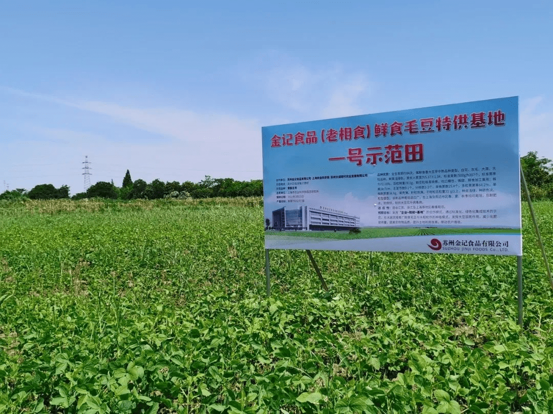 老相食太湖綠色鮮食毛豆基地豐收在望——育種合作示范田譜寫(xiě)產(chǎn)業(yè)新篇章